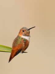 Allen's Hummingbird