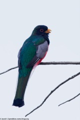 Elegant Trogon