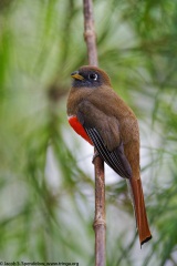 Collared Trogon