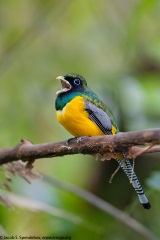 Black-throated Trogon