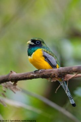 Black-throated Trogon