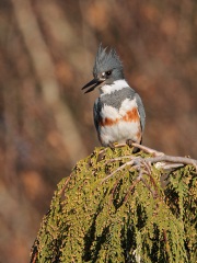 Belted Kingfisher