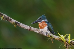 Amazon Kingfisher