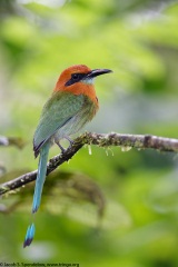 Broad-billed Motmot