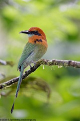 Broad-billed Motmot