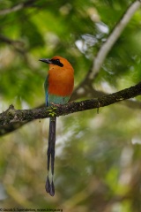 Rufous Motmot