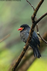 White-fronted Nunbird