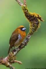 Prong-billed Barbet