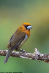 Prong-billed Barbet