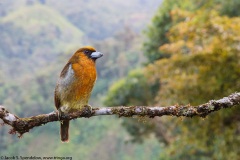 Prong-billed Barbet