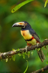 Collared Aracari