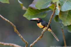 Collared Aracari