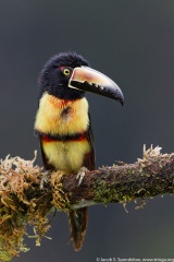 Collared Aracari