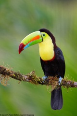 Keel-billed Toucan