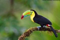 Keel-billed Toucan