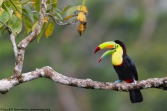 Keel-billed Toucan