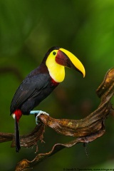 Yellow-throated Toucan