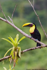 Yellow-throated Toucan