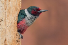 Lewis's Woodpecker