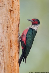 Lewiss Woodpecker