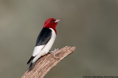 Red-headed Woodpecker