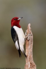 Red-headed Woodpecker