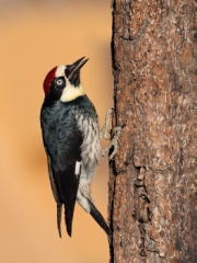 Acorn Woodpecker