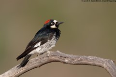 Acorn Woodpecker