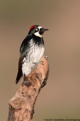 Acorn Woodpecker