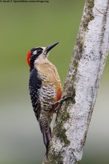 Black-cheeked Woodpecker