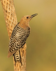 Gila Woodpecker