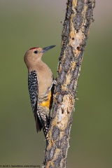 Gila Woodpecker