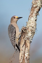 Golden-fronted Woodpecker