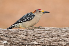 Golden-fronted Woodpecker