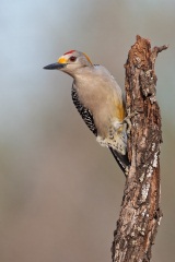 Golden-fronted Woodpecker