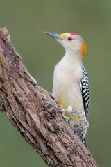 Golden-fronted Woodpecker