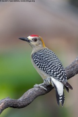 Hoffmann's Woodpecker