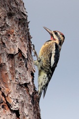 Yellow-bellied Sapsucker