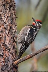 Red-naped Sapsucker