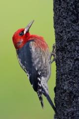 Red-breasted Sapsucker