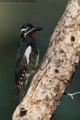 Williamson's Sapsucker