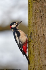 Great Spotted Woodpecker