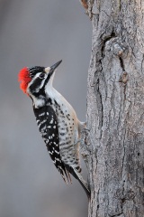 Nuttall's Woodpecker