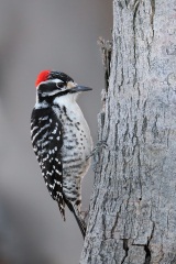 Nuttall's Woodpecker