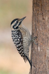 Ladder-backed Woodpecker