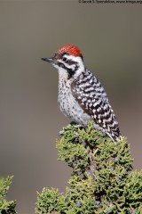 Ladder-backed Woodpecker