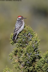 Ladder-backed Woodpecker