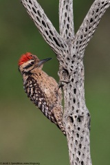 Ladder-backed Woodpecker