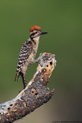 Ladder-backed Woodpecker