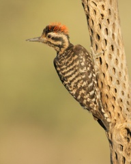 Ladder-backed Woodpecker